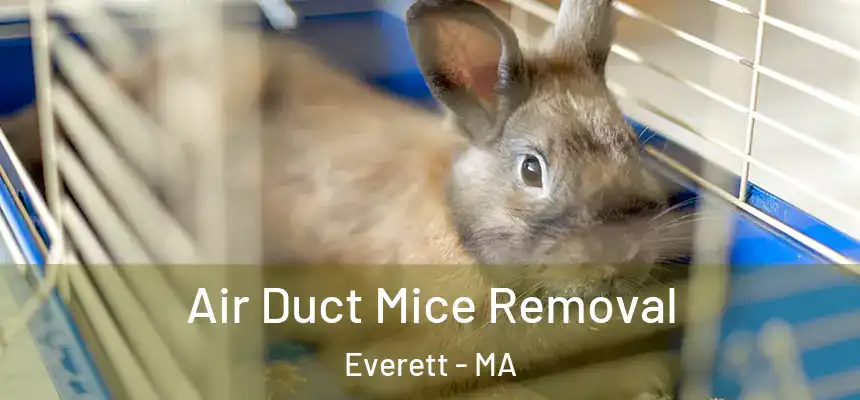  Air Duct Mice Removal Everett - MA